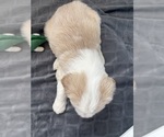 Small Photo #11 Tibetan Terrier Puppy For Sale in ALEXANDRIA, VA, USA
