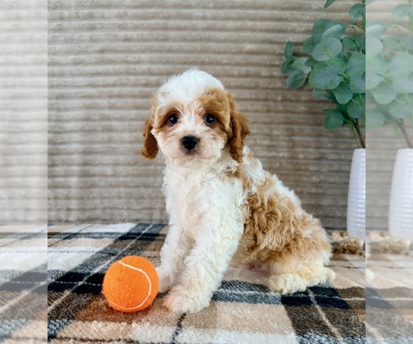 Medium Photo #4 Cavapoo (Miniature) Puppy For Sale in GREENFIELD, IN, USA
