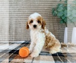 Small #3 Cavapoo (Miniature)