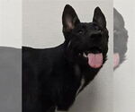 Small #1 German Shepherd Dog