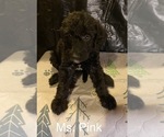 Image preview for Ad Listing. Nickname: Ms Pink