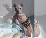 Small #4 Miniature American Hairless Terrier