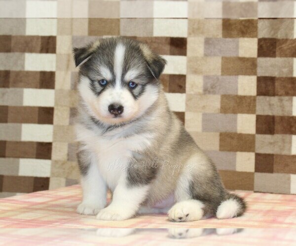 Medium Photo #1 Pomsky Puppy For Sale in DENVER, PA, USA