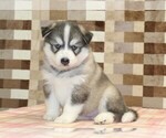 Small Pomsky