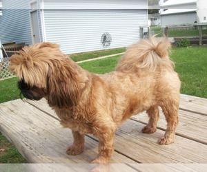 Mother of the Shih Tzu puppies born on 05/27/2026