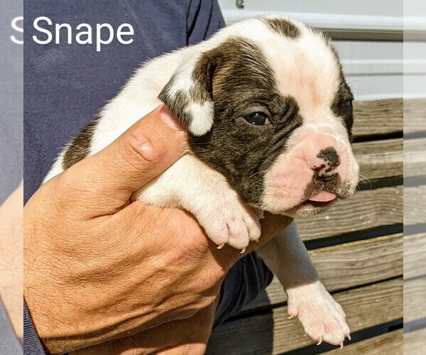 Medium Photo #15 American Bulldog Puppy For Sale in MILLS RIVER, NC, USA