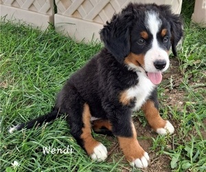 Bernese Mountain Dog Puppy for Sale in GREENSBURG, Indiana USA