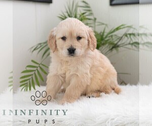 Golden Retriever Puppy for sale in NEWPORT, PA, USA