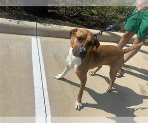 Boxer-Unknown Mix Dogs for adoption in Houston, TX, USA