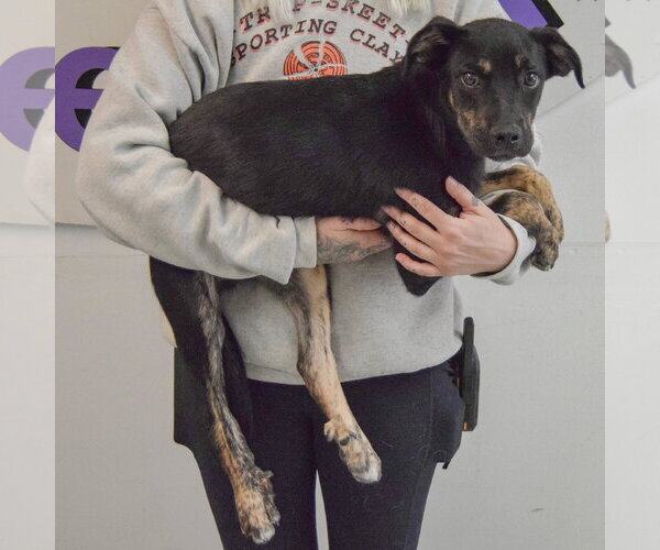 Medium Photo #7 German Shepherd Dog-Unknown Mix Puppy For Sale in Huntley, IL, USA
