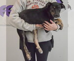 Small #6 German Shepherd Dog Mix