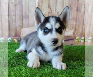 Siberian Husky Puppy for sale in ARTHUR, IL, USA