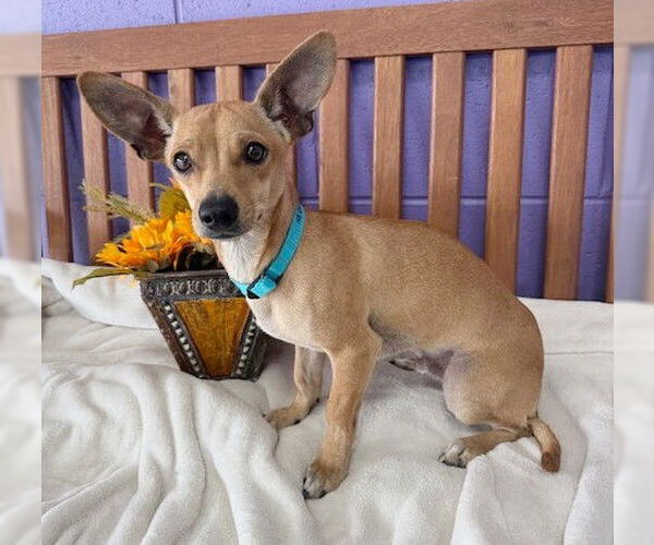 Medium Photo #3 Chihuahua-Unknown Mix Puppy For Sale in Genesee, WI, USA