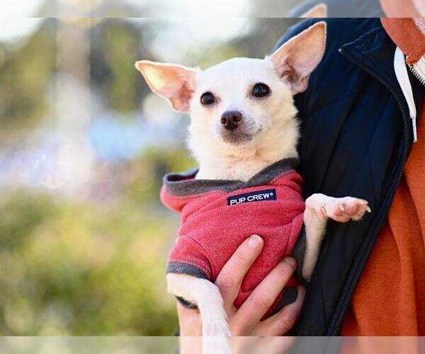 Medium Photo #1 Chihuahua Puppy For Sale in Santa Cruz, CA, USA
