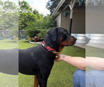 Small #3 Rottweiler