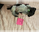 Small Photo #2 German Shorthaired Pointer Puppy For Sale in OXFORD, FL, USA