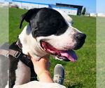 Small #26 American Pit Bull Terrier Mix