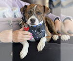 Small Beagle Mix