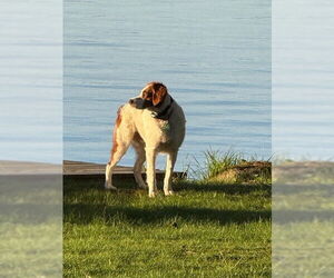Brittany Dogs for adoption in Curwensville, PA, USA