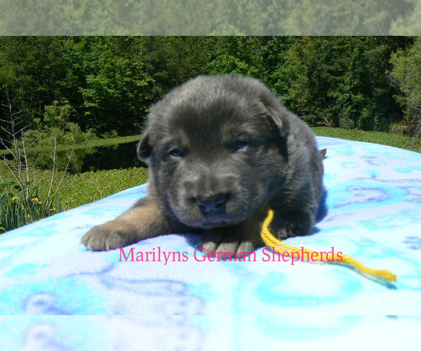 Medium Photo #4 German Shepherd Dog Puppy For Sale in PIEDMONT, MO, USA