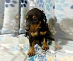 Puppy 1 Doberman Pinscher