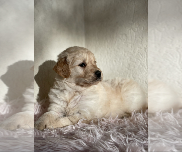 Medium Photo #3 Golden Retriever Puppy For Sale in CHURCHVILLE, VA, USA