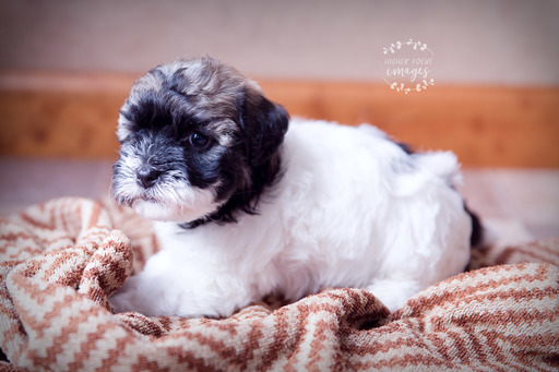 Medium Photo #3 Havanese Puppy For Sale in SHELBY, OH, USA