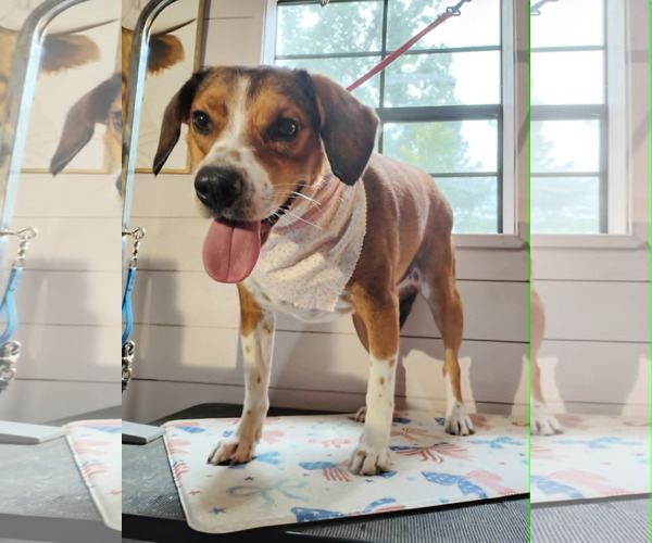 Medium Photo #3 Beagle-Unknown Mix Puppy For Sale in Arlington, VA, USA