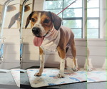 Small #2 Beagle Mix