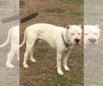 Small Photo #2 Dogo Argentino Puppy For Sale in IRVING, TX, USA