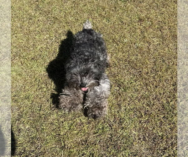 Medium Photo #7 - Mix Puppy For Sale in Lenoir, NC, USA