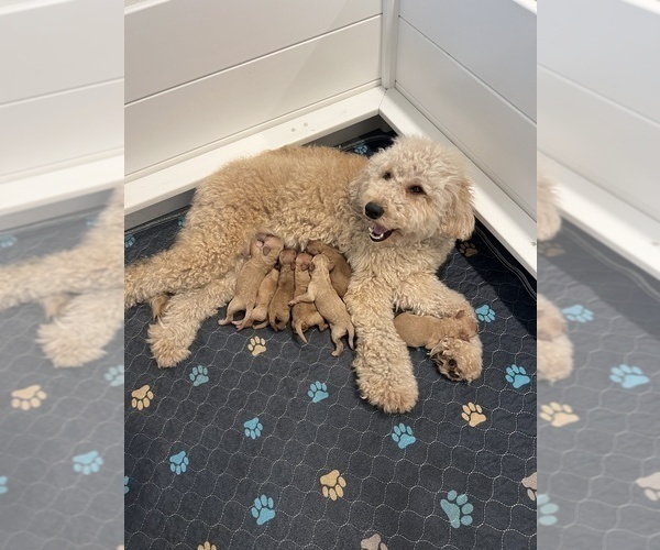 Medium Photo #1 Goldendoodle mix (+ Poodle Miniature) Puppy For Sale in BUSHNELL, FL, USA