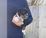 Puppy Puppy 3 American Bully-Cane Corso Mix