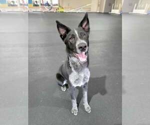 Maeve - Female Border Collie-Unknown Mix Dog for Adoption - Photo #4