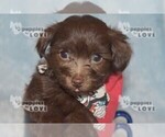 Small #18 Maltipoo-Poodle (Toy) Mix