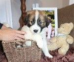 Puppy Puppy 5 nick Australian Shepherd
