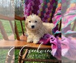 Small Photo #1 Poochon Puppy For Sale in NIANGUA, MO, USA