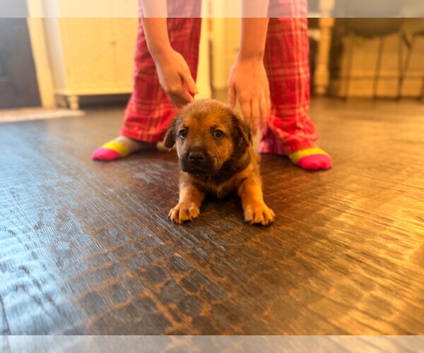 Medium Photo #6 Labrador Retriever-Unknown Mix Puppy For Sale in The Woodlands, TX, USA