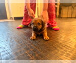 Small #5 Labrador Retriever Mix