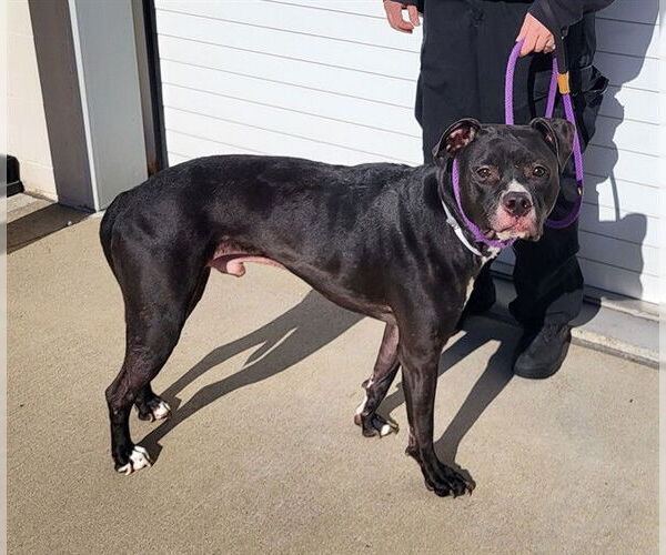 Medium Photo #1 American Pit Bull Terrier Puppy For Sale in Louisville, KY, USA