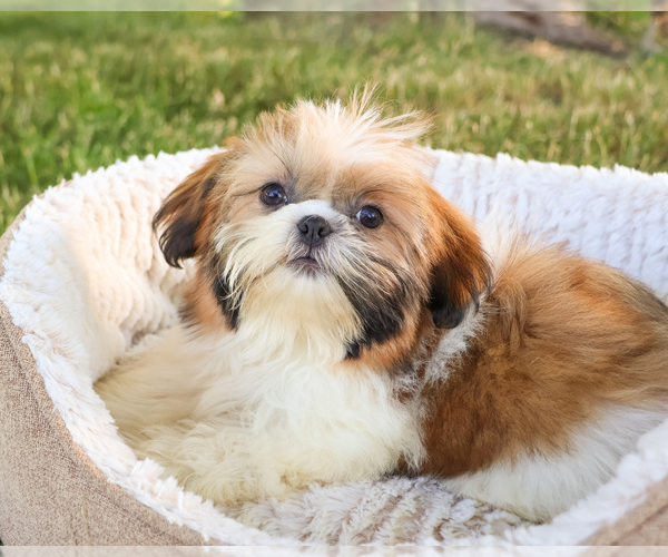Medium Photo #4 Shih Tzu Puppy For Sale in SYRACUSE, IN, USA