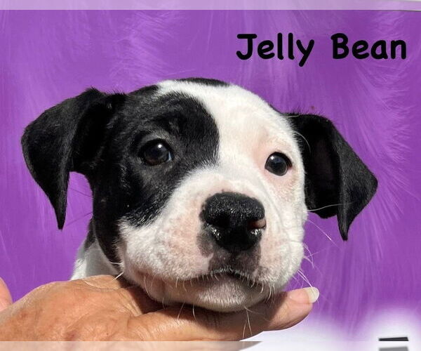 Medium Photo #6 Boxer-Unknown Mix Puppy For Sale in Mooresville, NC, USA