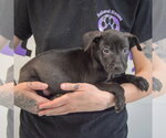 Small #9 American Staffordshire Terrier-Boxer Mix