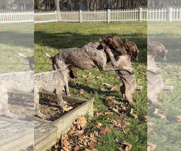 Medium Photo #2 German Shorthaired Pointer Puppy For Sale in STRAWBERRY POINT, IA, USA