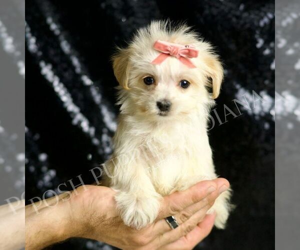 Medium Photo #5 Morkie Puppy For Sale in WARSAW, IN, USA