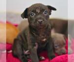 Small American Staffordshire Terrier Mix