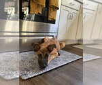 Small #2 German Shepherd Dog Mix