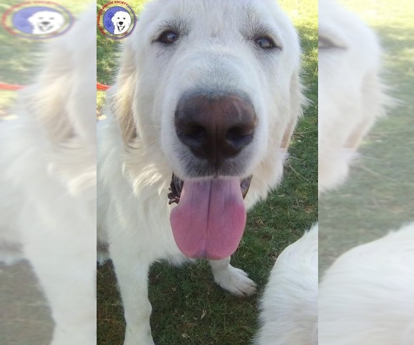 Medium Photo #5 Great Pyrenees Puppy For Sale in Spring, TX, USA