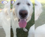 Small #4 Great Pyrenees