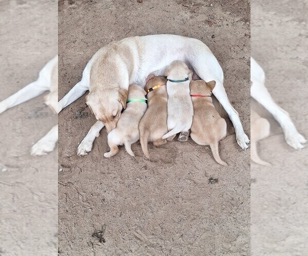 Medium Photo #2 Labrador Retriever Puppy For Sale in GAFFNEY, SC, USA